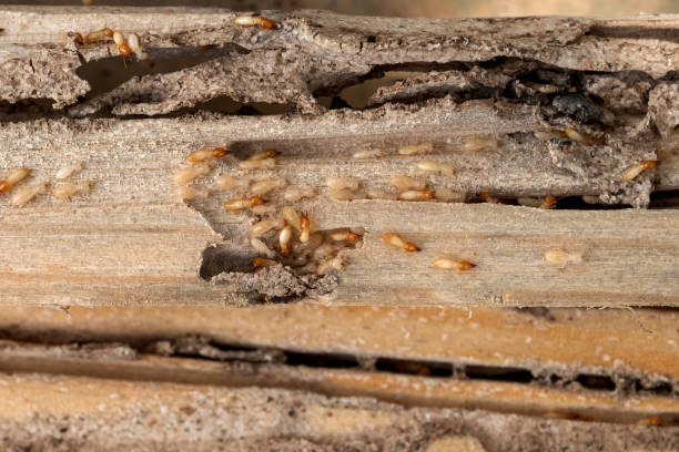 Trusted Bayou Vista, TX Pest Control Experts