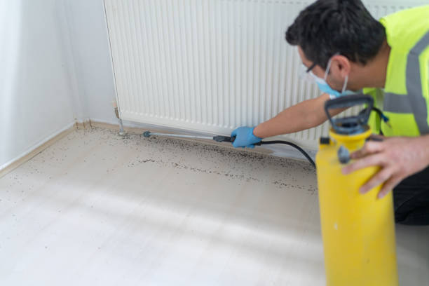 Best Insect Control  in Bayou Vista, TX